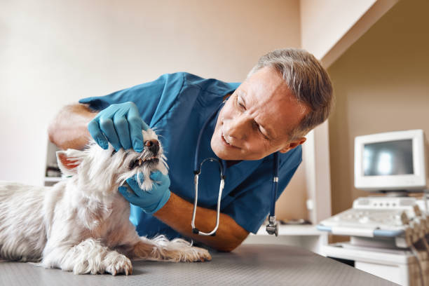 Best Knocked-Out Tooth Emergency  in West Milton, OH